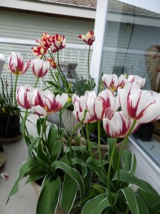 Canada Tulips