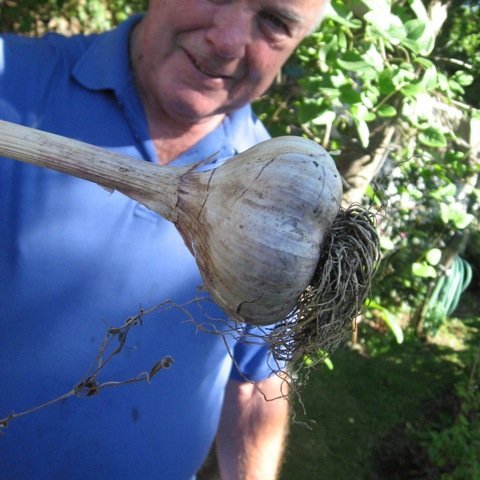 Displays: Frank shows us how to grow Garlic